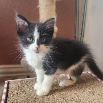 Q-Hearts -  Domestic Medium Hair Cat for Adoption in Allen, Texas - Q-Hearts | PetCurious