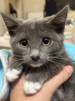 Tik -  Domestic Short Hair Cat Available for Adoption in Peoria, Arizona - Tik | PetCurious