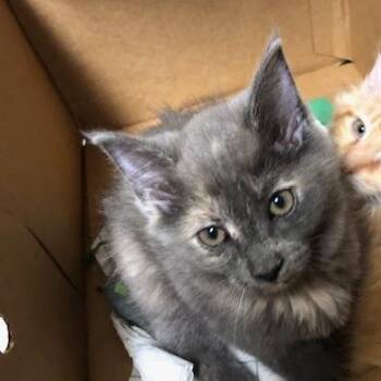 Daisy -  Domestic Medium Hair Cat for Adoption - Daisy | PetCurious