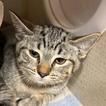 Ashley -  Domestic Short Hair Cat for Adoption in Yuma, Arizona - Ashley | PetCurious
