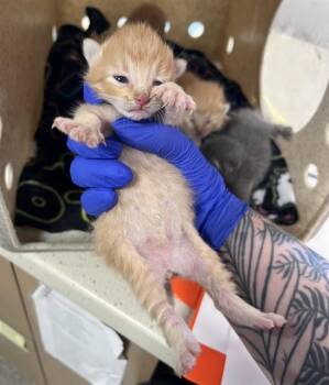 FANTA -  Domestic Short Hair Cat for Adoption in Louisville, Kentucky - FANTA | PetCurious