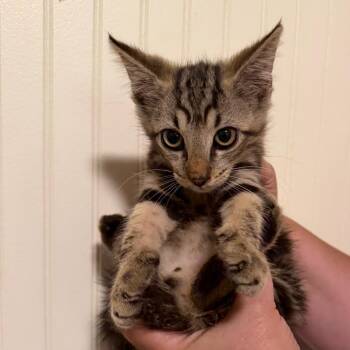 Manny -  Domestic Short Hair Cat for Adoption in Sequatchie, Tennessee - Manny | PetCurious