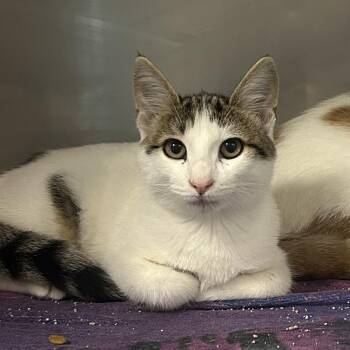 Genie -  Domestic Medium Hair Cat for Adoption in Charleston, West Virginia - Genie | PetCurious
