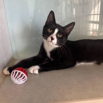 Wade -  Tuxedo Cat for Adoption in Albuquerque, New Mexico - Wade | PetCurious