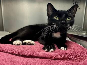 FIAMMETTA -  Domestic Short Hair Cat for Adoption in Boston, Massachusetts - FIAMMETTA | PetCurious