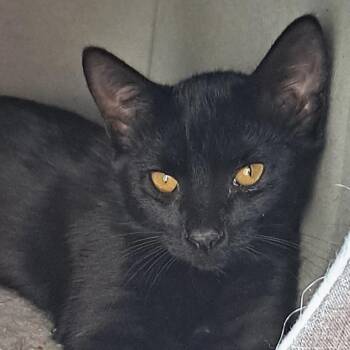 Alex -  Domestic Short Hair Cat for Adoption in Santa Fe, New Mexico - Alex | PetCurious