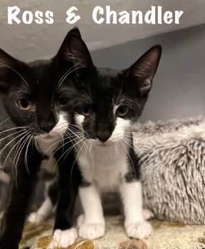 Rescue Domestic Short Hair Cats for Adoption in Canton, Massachusetts - Friends Litter | PetCurious