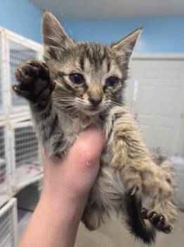 Riley -  Domestic Short Hair Cat for Adoption in Gold Beach, Oregon - Riley | PetCurious