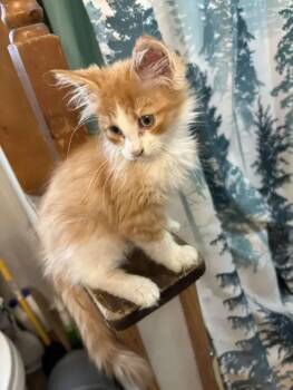 Cheeto -  Domestic Long Hair Cat for Adoption in Wyoming, Michigan - Cheeto | PetCurious