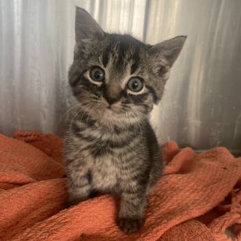 Rescue Domestic Medium Hair Cats for Adoption in Lynchburg, Virginia - Disco | PetCurious