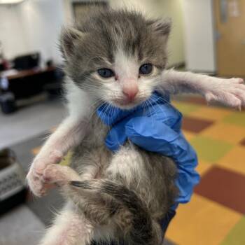 Evelyn -  Domestic Short Hair Cat for Adoption in Philadelphia, Pennsylvania - Evelyn | PetCurious