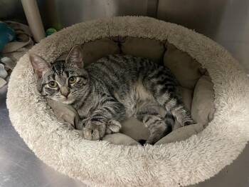 Rescue Domestic Short Hair Cats for Adoption in Wantagh, New York - Ozzy | PetCurious