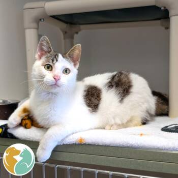 Mango Monsoon -  Domestic Short Hair Cat for Adoption in Toledo, Ohio - Mango Monsoon | PetCurious
