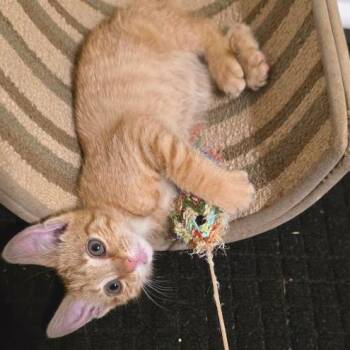 Cabernet -  Domestic Short Hair Cat for Adoption in Cumming, Georgia - Cabernet | PetCurious