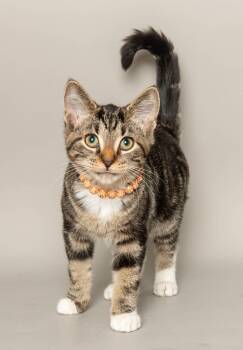 LOTUS -  Domestic Short Hair Cat for Adoption in Wyandotte, Michigan - LOTUS | PetCurious