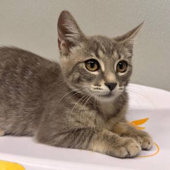 Zira -  Domestic Short Hair Cat Available for Adoption in Tampa, Florida - Zira | PetCurious