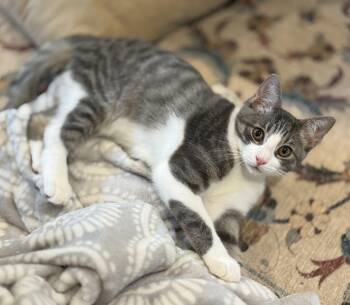 Skittles -  Domestic Short Hair Cat for Adoption in Allentown, New Jersey - Skittles | PetCurious