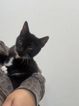 Darla -  Domestic Short Hair Cat for Adoption in Hilton Head Island, South Carolina - Darla | PetCurious