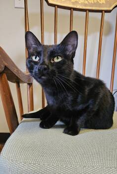 Domestic Short Hair Cats Available for Adoption in Brockport, New York - Zora | PetCurious