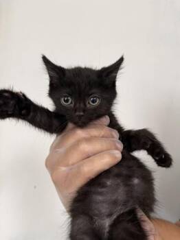 IRIS -  Domestic Short Hair Cat for Adoption in San Bernardino, California - IRIS | PetCurious