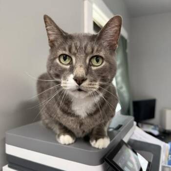 Kemper -  Domestic Short Hair Cat for Adoption in Saranac Lake, New York - Kemper | PetCurious