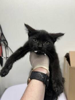 Jess -  Domestic Short Hair Cat for Adoption in West Chester, Pennsylvania - Jess | PetCurious