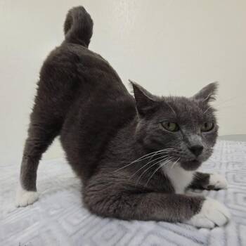 Jade -  Domestic Short Hair Cat for Adoption in Red Wing, Minnesota - Jade | PetCurious