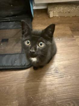 Blossom -  Domestic Short Hair Cat for Adoption in Raleigh, North Carolina - Blossom | PetCurious