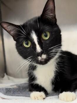 261337  Cornelius -  Domestic Short Hair Cat for Adoption in Wetumpka, Alabama - 261337  Cornelius | PetCurious