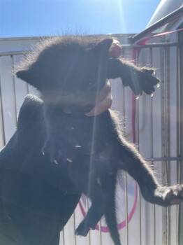 BIANCA -  Domestic Short Hair Cat for Adoption in Oklahoma City, Oklahoma - BIANCA | PetCurious
