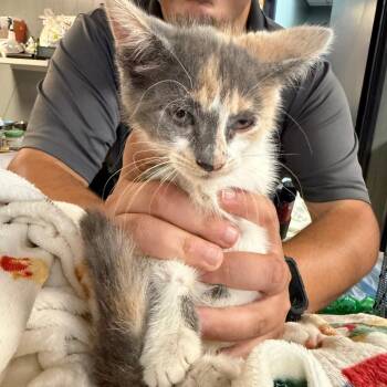 Chloe K46034 -  Domestic Short Hair Cat for Adoption in Corsicana, Texas - Chloe K46034 | PetCurious