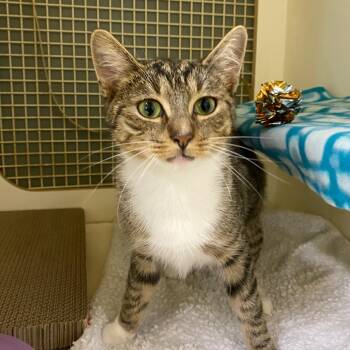 Rescue Domestic Short Hair Cats for Adoption in Powdersville, South Carolina - Minnie | PetCurious