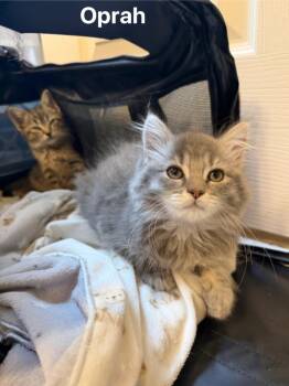 Oprah -  Domestic Short Hair Cat for Adoption in Johnson City, Tennessee - Oprah | PetCurious