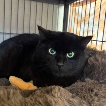 Domestic Short Hair Cats Available for Adoption in Puslinch, Ontario - Capricorn | PetCurious