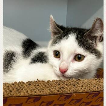 Domestic Short Hair Cats Available for Adoption in Washington, Pennsylvania - Gabbana | PetCurious