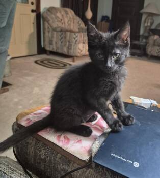 Mystique -  Domestic Short Hair Cat for Adoption in South Bend, Indiana - Mystique | PetCurious
