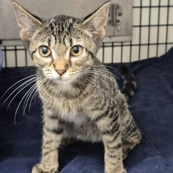 Rescue Domestic Short Hair Cats for Adoption in Kingman, Kansas - Liberty | PetCurious