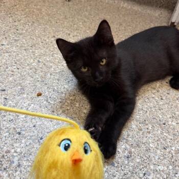 Knack -  Domestic Short Hair Cat for Adoption in Detroit Lakes, Minnesota - Knack | PetCurious