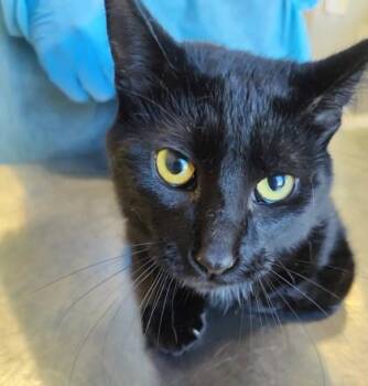 Orson (O12) -  Domestic Short Hair Cat for Adoption in Lafayette, Indiana - Orson (O12) | PetCurious