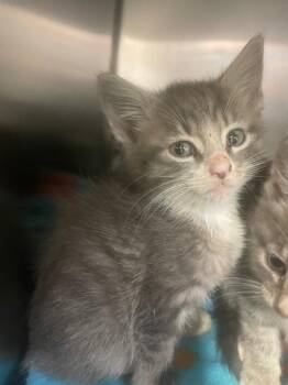 Steve -  Domestic Short Hair Cat for Adoption in Blountville, Tennessee - Steve | PetCurious