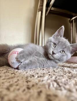 Riley -  Domestic Short Hair Cat for Adoption in Mt. Juliet, Tennessee - Riley | PetCurious