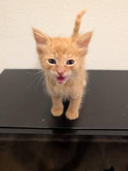 Grilled Cheese -  Domestic Short Hair Cat for Adoption in North Richland Hills, Texas - Grilled Cheese | PetCurious