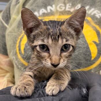 Juneau -  Domestic Short Hair Cat for Adoption in West Palm Beach, Florida - Juneau | PetCurious