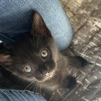 Maggie -  Domestic Short Hair Cat for Adoption in Bedford, New Hampshire - Maggie | PetCurious