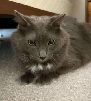 Rescue Domestic Long Hair Cats for Adoption in Youngsville, North Carolina - Boulder25 Declawed | PetCurious