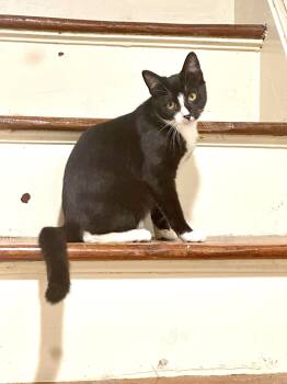 Rescue Domestic Short Hair Cats for Adoption in New York, New York - Popcorn: Silly And Playful Tuxedo Kitten | PetCurious