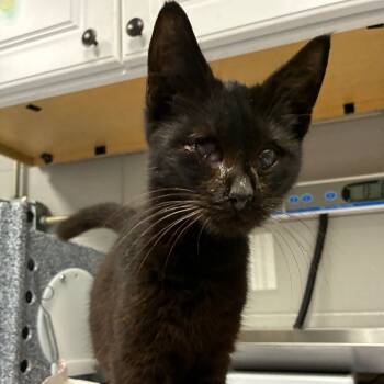 Rescue Domestic Short Hair Cats for Adoption in Greenville, South Carolina - Badger | PetCurious