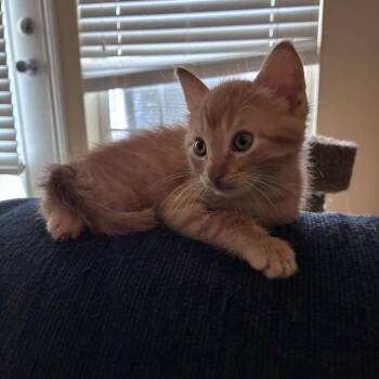 August -  Domestic Short Hair Cat for Adoption in Tallahassee, Florida - August | PetCurious