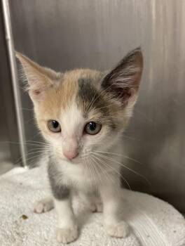 Juniper -  Domestic Short Hair Cat for Adoption in Houston, Texas - Juniper | PetCurious