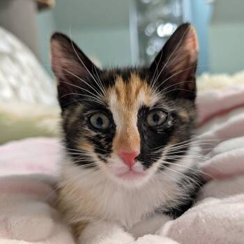 PANDORA -  Calico Cat for Adoption in Capshaw, Alabama - PANDORA | PetCurious
